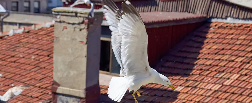 Residential Chimney Animal Removal Solution in Downers Grove, IL